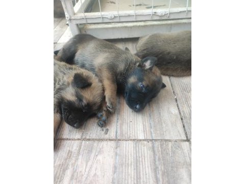 Belçika malinois