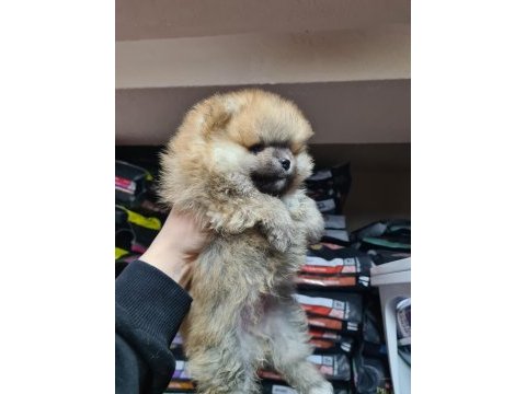 Tıraşsız pomeranian bebekler