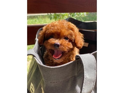 Kuyruksuz kore toy poodle yavrumuz
