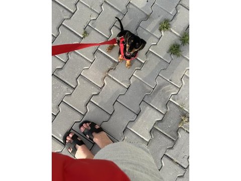 5 aylık sosis köpek dachshund sahiplendirilecektir