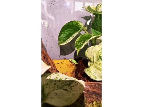 Red eye tree frog