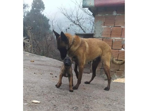 Hırs küpü belçika malinos yavrular