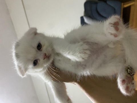 Scottish fold bebekler