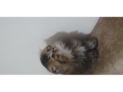 British longhair golden