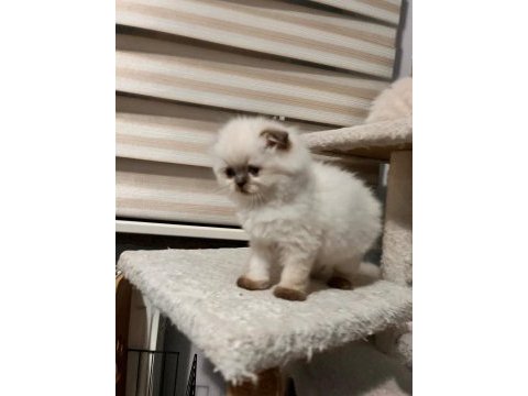 British longhair yavrularımız sahiplerini bekliyor