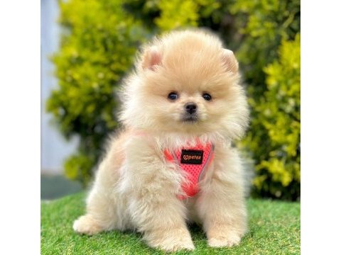 Safkan pomeranian boo bebekler
