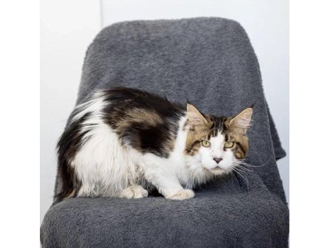 Dev maine coon şecereli erkek bicolor