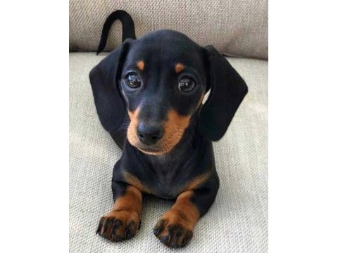 A kalite dacshund yavrular