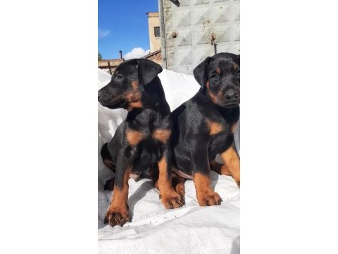 Safkan doberman yavrularımız
