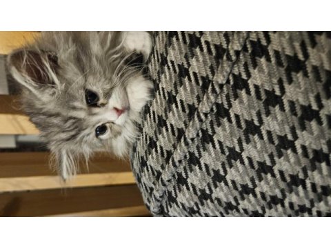 Silver point 2 aylık lokum bebek british longhair