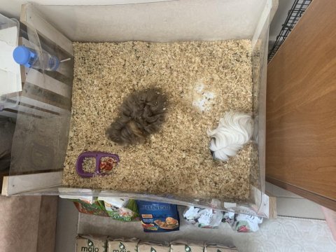 Acil guinea pig sahiplendirmemiz gerekiyor