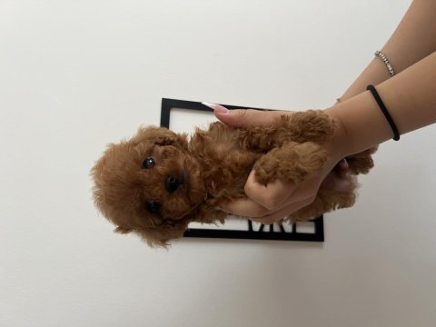 A+ üst kalite kore çanta boy cüce poodle bebekler