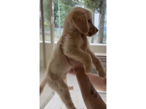 Son golden retriever yavrular