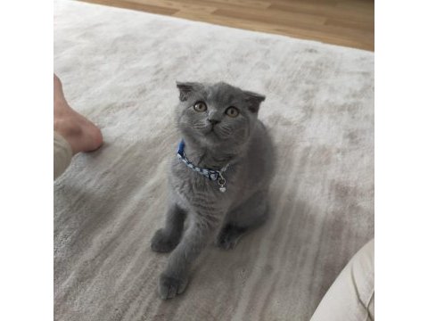 45 günlük yavru scottish fold