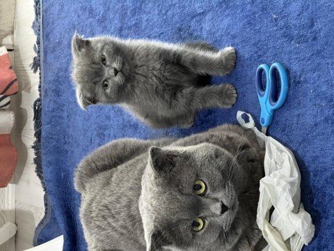 Sağlıklı british shorthair kediler
