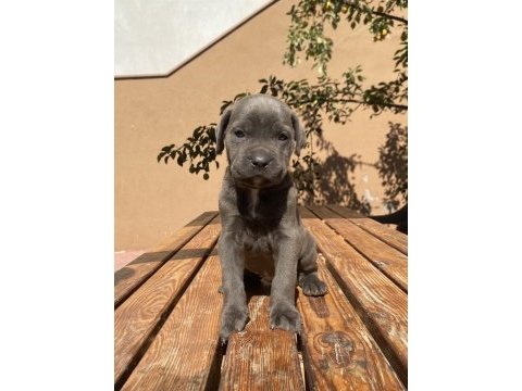 Saf kan cane corso yavrularımız