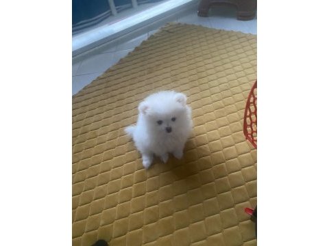 Pomeranian boo kar beyaz 2 aylık erkek