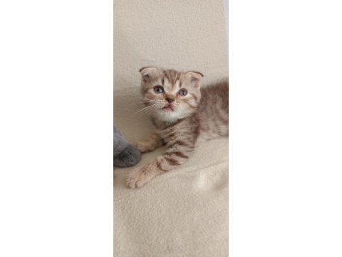 Scottish fold kızımız yeni yuvasına gitmeye hazır