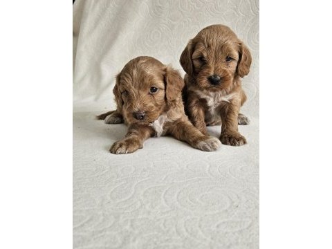 Poodle ayarında maltipoo köpekler