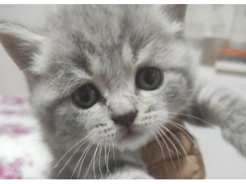 British shorthair kedimiz