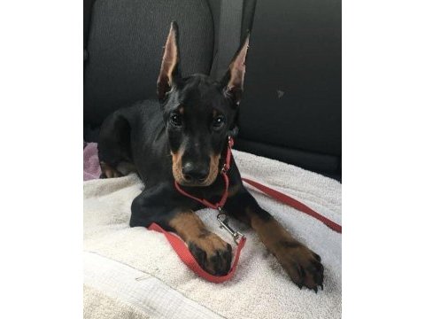 Şampiyon soy doberman