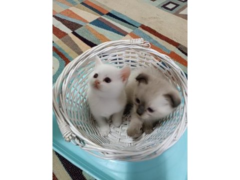 Çok tatlı dişi ve erkek yavru kedilerimiz