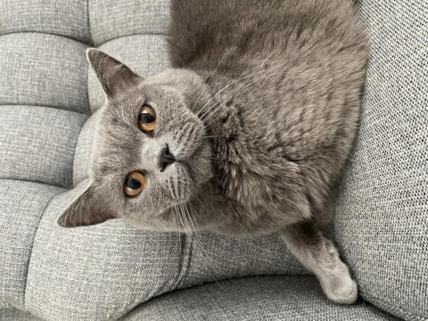 Oğlum için eş arıyorum british shorthair