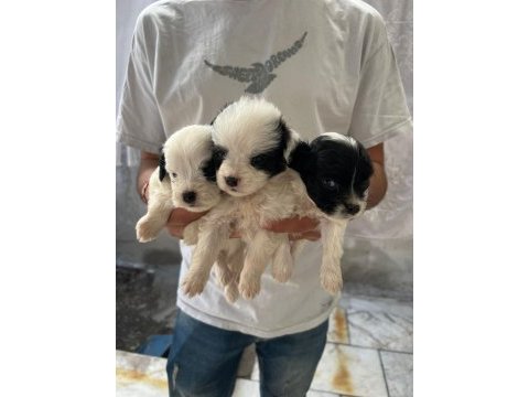 Morkie son 2 yavrularımız
