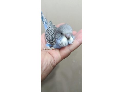 Jumbo erkek muhabbet kuşu bebek