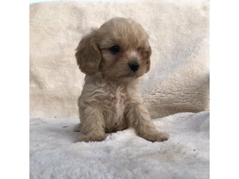 Tüy dökmez koku yapmaz cavapoo yavrular