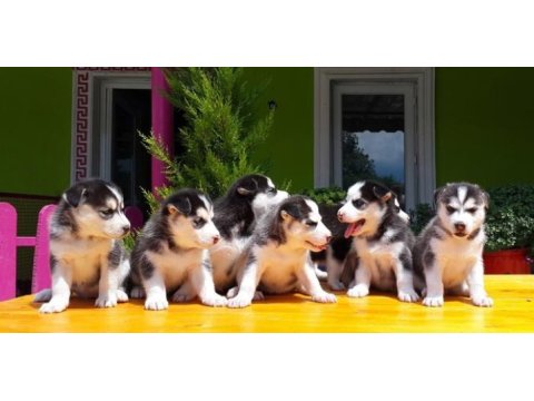 Husky sibirya kurdu