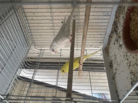Yavru alınan albino lutino muhabbet kuşu çifti