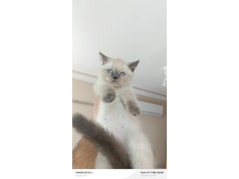 Blue point dişi british shorthair