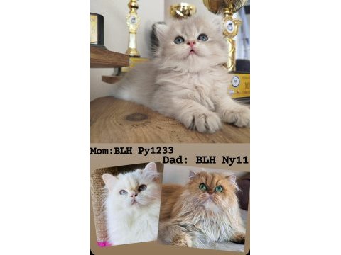 Cinnamon taşıyan erkek dişi british longhair yavrular