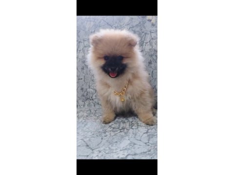 Pomeranian ayı surat