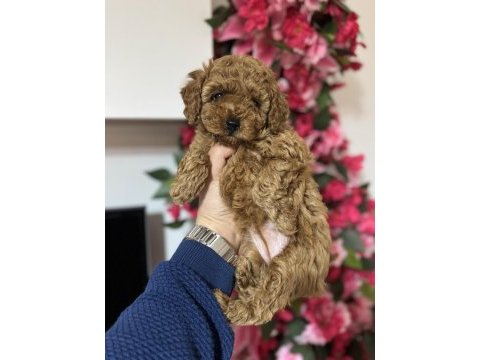 Toy poodle yavrularımız ilk aşıları yapıldı