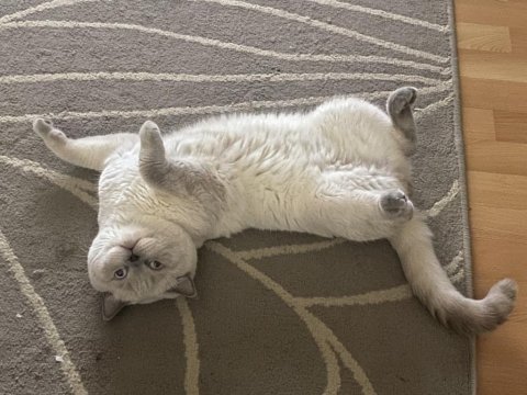 Safkan scottish fold dişi