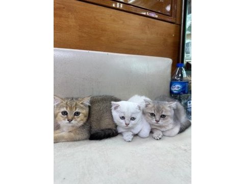 British shorthair yavrularımız