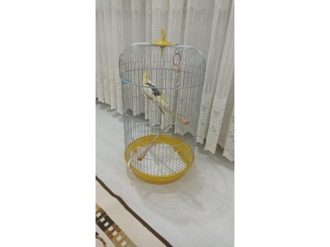 Erkek 1 yaşında sultan evcil hayvan ev kuşu