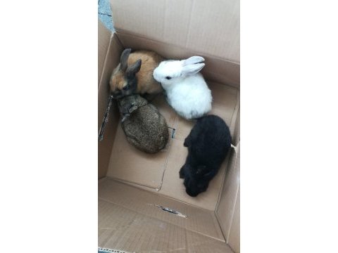 Sevimli yavru tavşanlar yeni yuvalarını arıyor