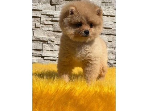 Antalya pomeranian boo