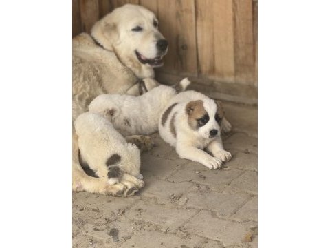 Türkiyenin en güzel alabai yavruları