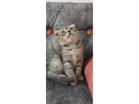 Sevecen scottish fold oğlumuza yuva arıyoruz
