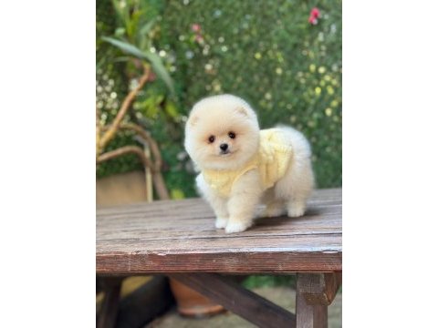 Show kalite pomeranian boo yavrular
