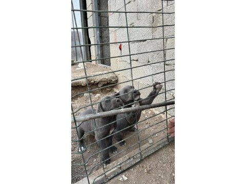 Blue cane corso yavrular