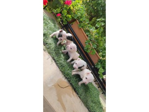 Bir o kadar sevimli french bulldog