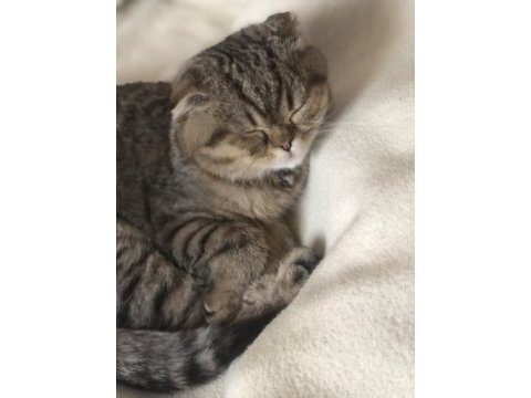 Scottish fold 7 aylık