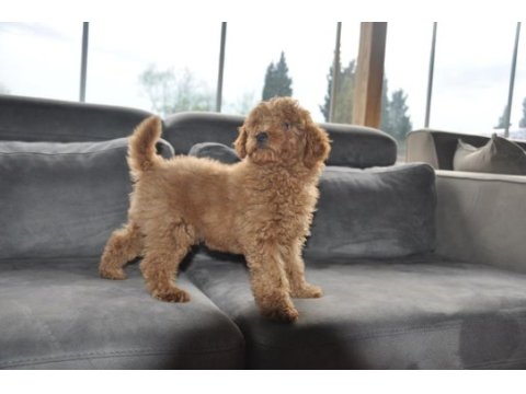Dişi redbrown toy poodle