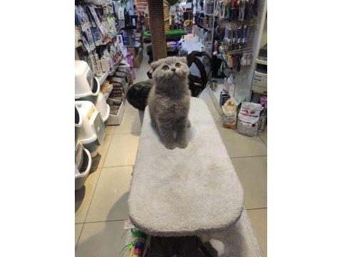 Show class scottish fold bebekler
