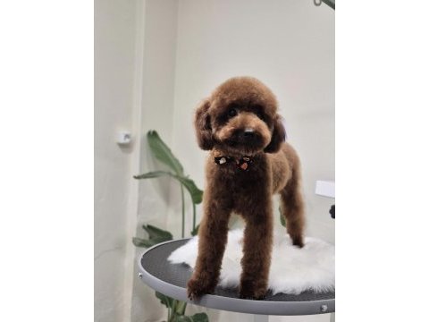 Toy poodle 10 aylık erkek